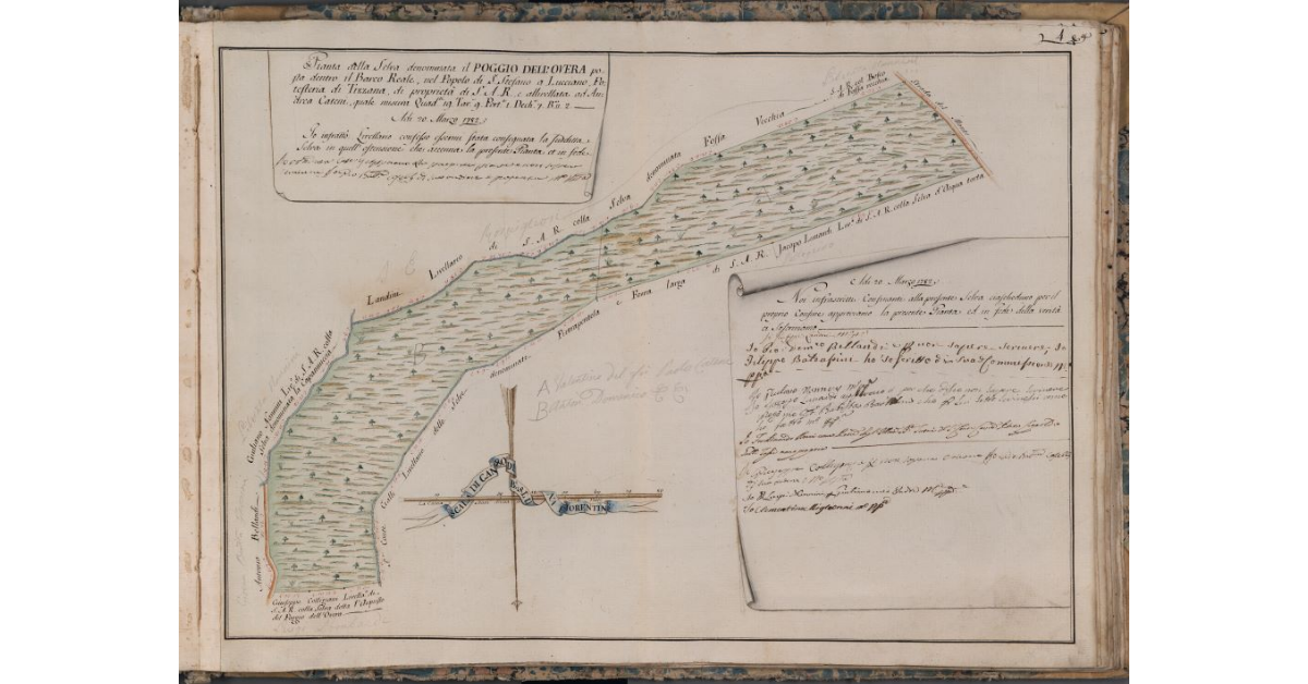 [Pianta della Selva denominata il Poggio dell'Overa posta nel Barco Reale]