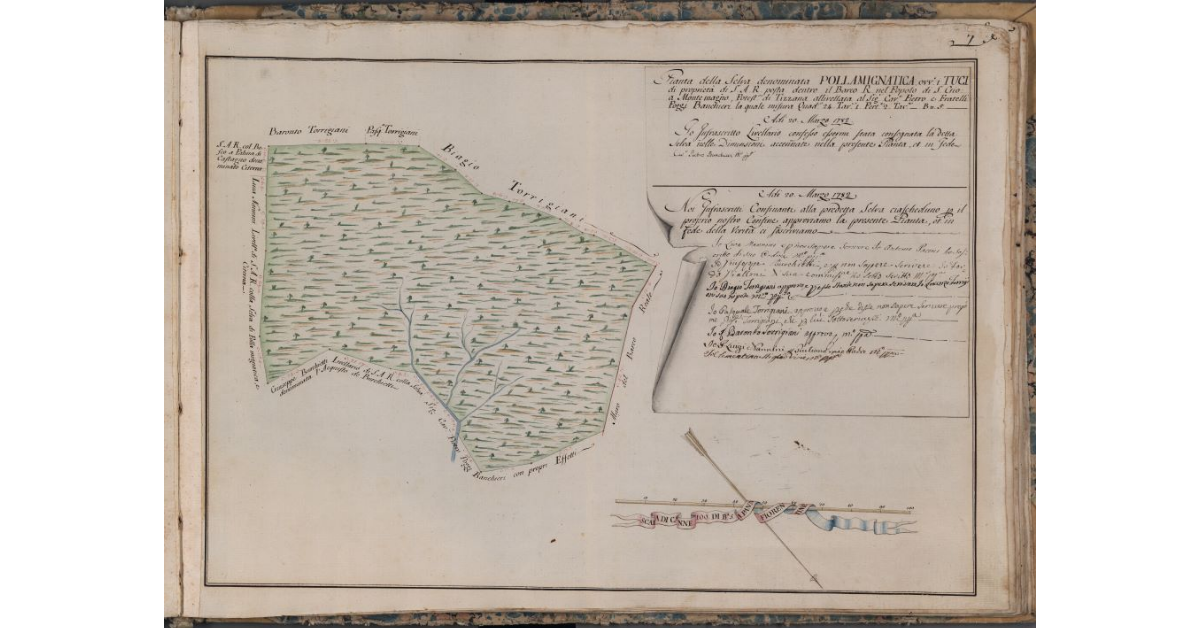 [Pianta della selva denominata Pollamignatica o i Tuci, situata nel Barco Reale]