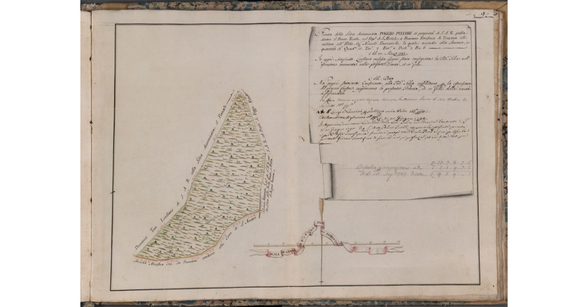[Pianta della selva denominata Poggio Puledri, posta nel Barco Reale]