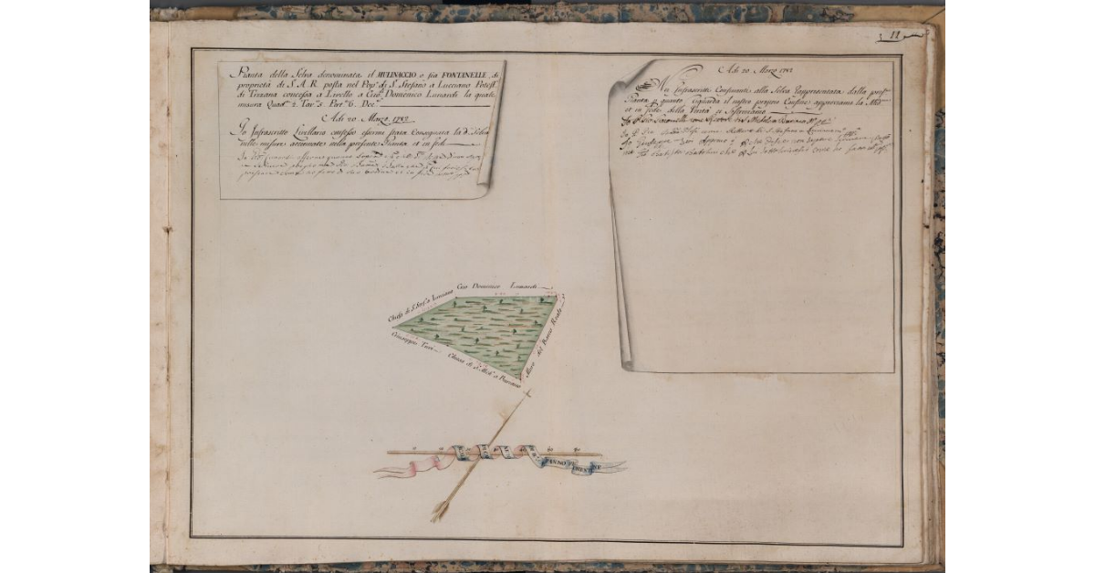 [Pianta della selva denominata il Mulinaccio o Fontanelle di proprietà di S.A.R.]