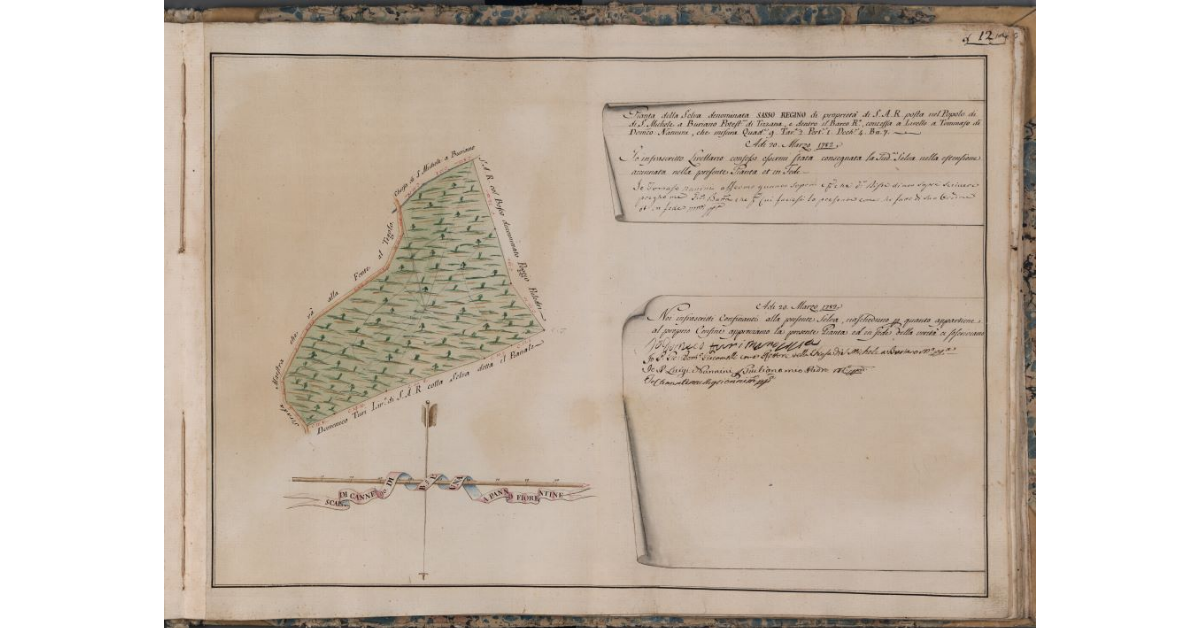 [Pianta della selva denominata Sasso Regino di proprietà di S.A.R.]