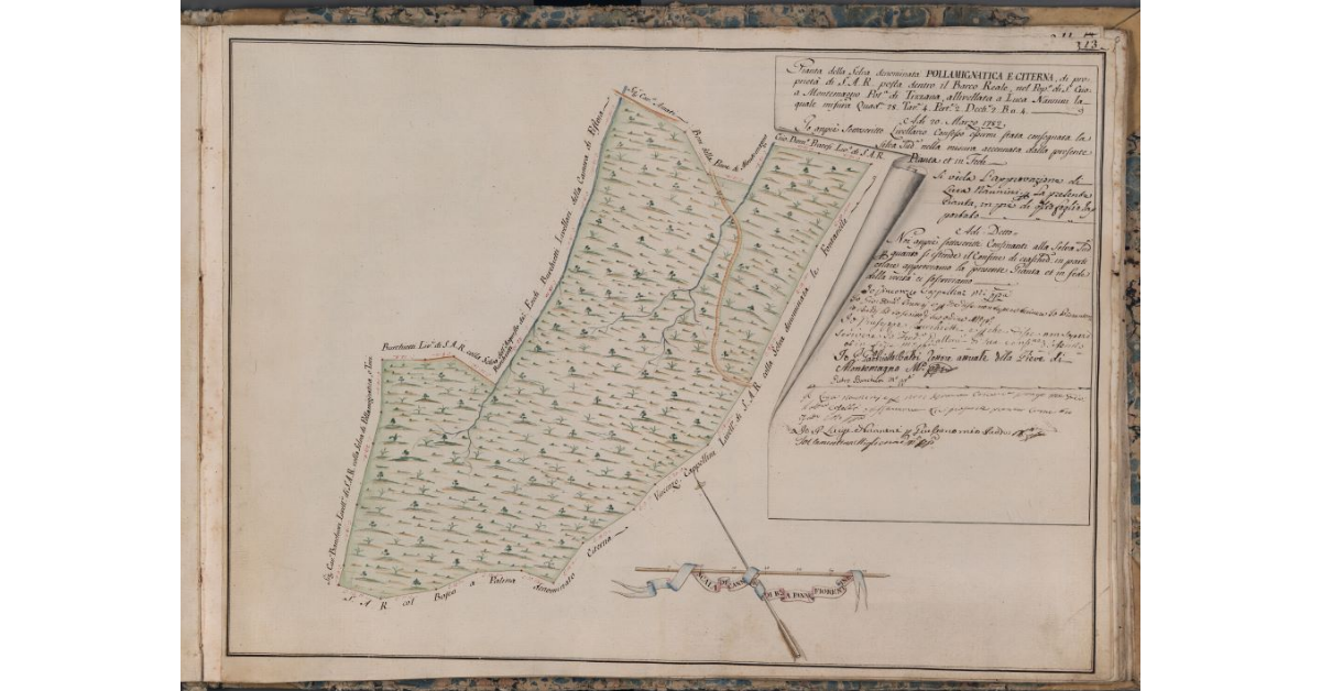 [Pianta della selva denominata Pollamignatica e Citerna di proprietà di S.A.R.]