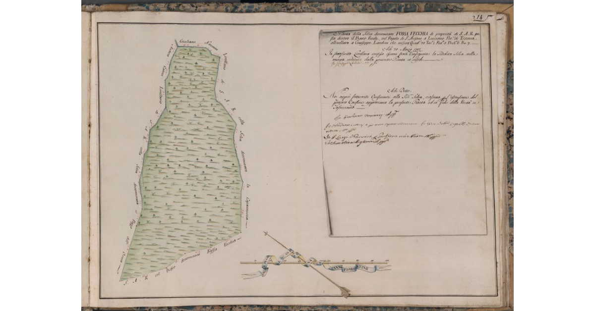 [Pianta della selva denominata Fossa Vecchia di proprietà di S.A.R.]