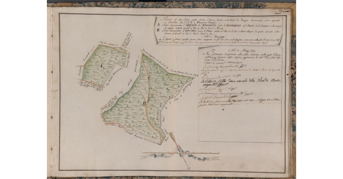 [Pianta di due selve di proprietà di S.A.R. denominate Acquisto de' Burchietti o Bacarello e Bottino, poste nel Barco Reale]