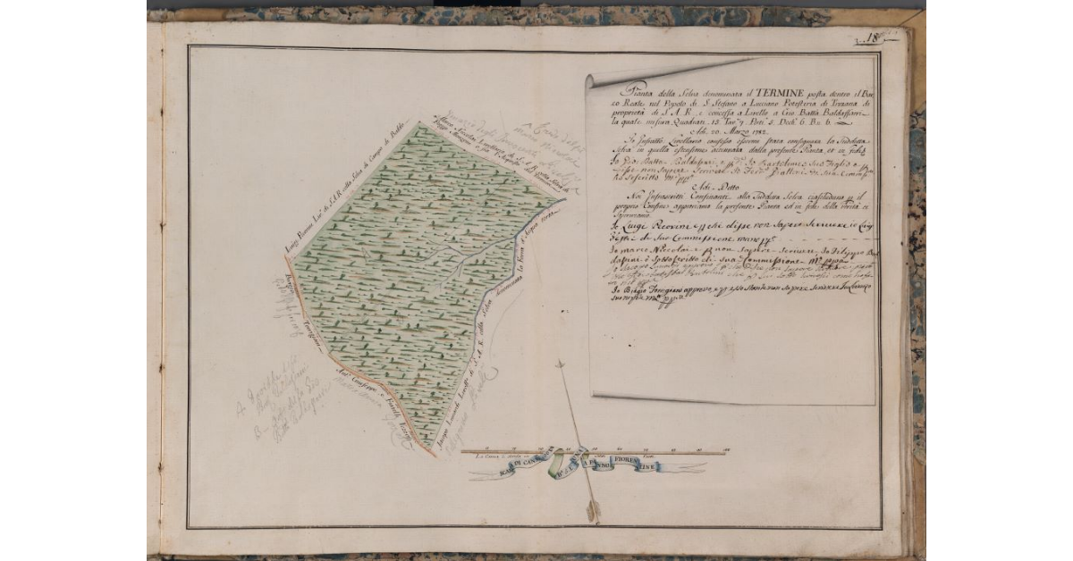 [Pianta della selva denominata il Termine di proprietà di S.A.R., posta nel Barco Reale]