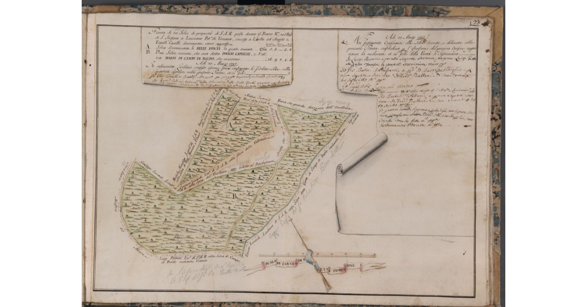 [Pianta di tre selve di proprietà di S.A.R. denominate Belle Fonti, Poggio Capecchi e Bosco di Campo di Baldo, poste nel Barco Reale]