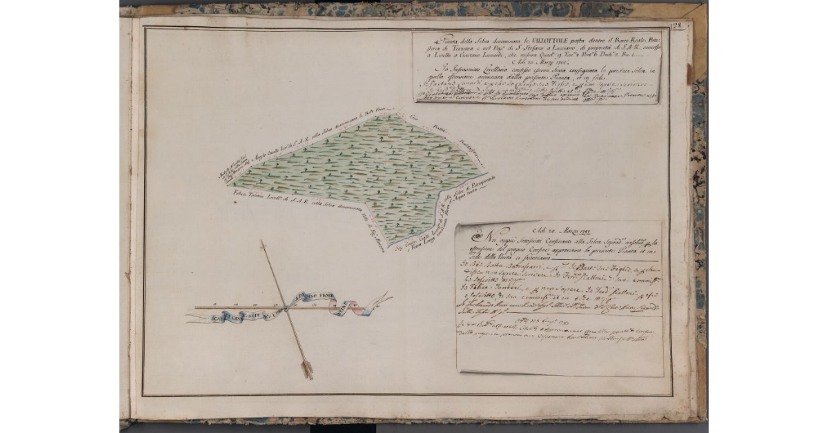 [Pianta della selva denominata le Vallottole di proprietà di S.A.R. posta nel Barco Reale]