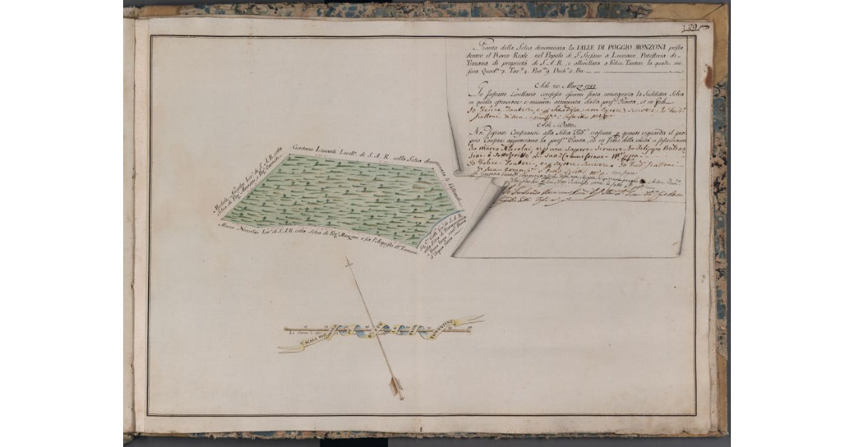 [Pianta della selva denominata la Valle di Poggio Monzoni di proprietà di S.A.R. posta nel Barco Reale]