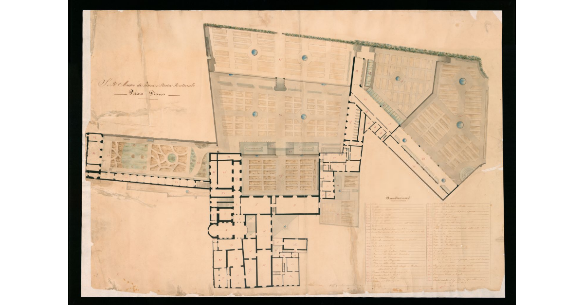 I.R. Museo di Fisica e Storia Natuale. Primo Piano