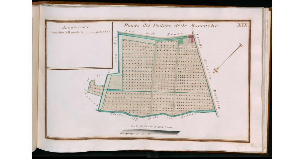 Tav.XIV - Pianta del Podere delle Marruche