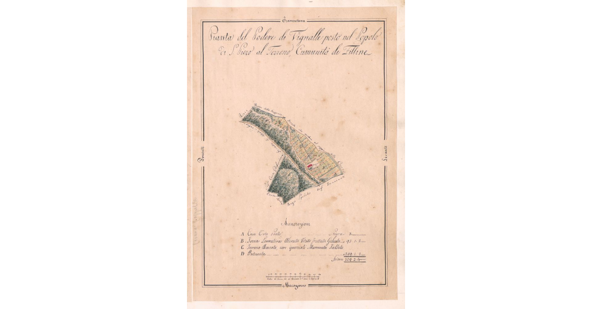 Pianta del podere di Vignalle posto nel Popolo di S.Piero al Terreno, Comunità di Filline