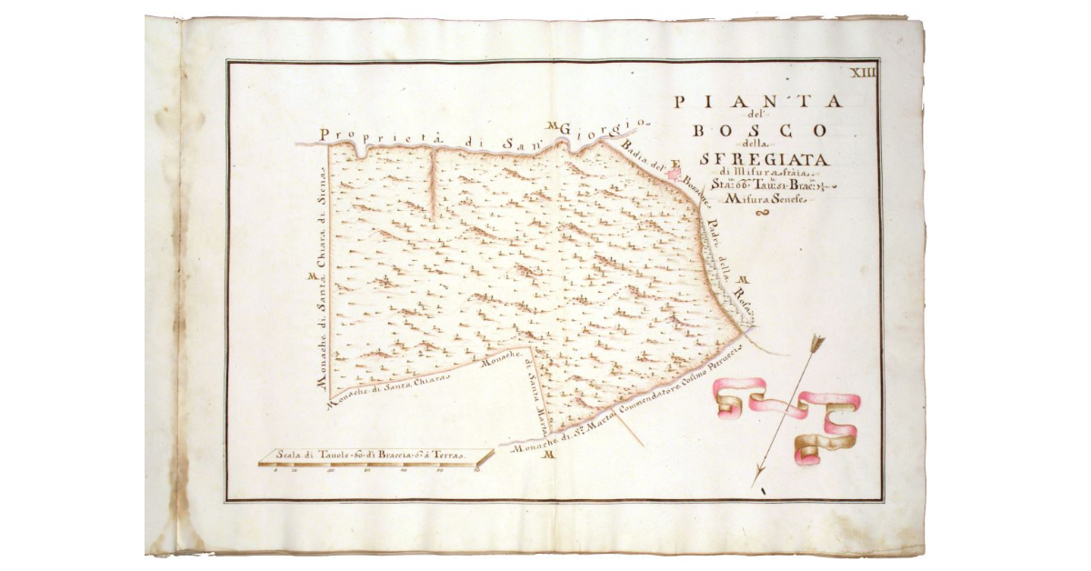 Pianta del bosco della Sfregiata di misura staia 66, tavole 51, braccia 7 1/6, misura senese