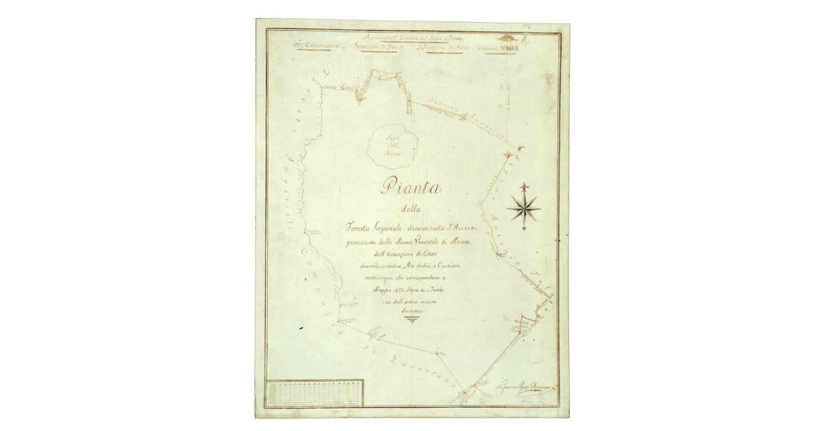 Pianta della foresta Imperiale denominata dell'Accesa