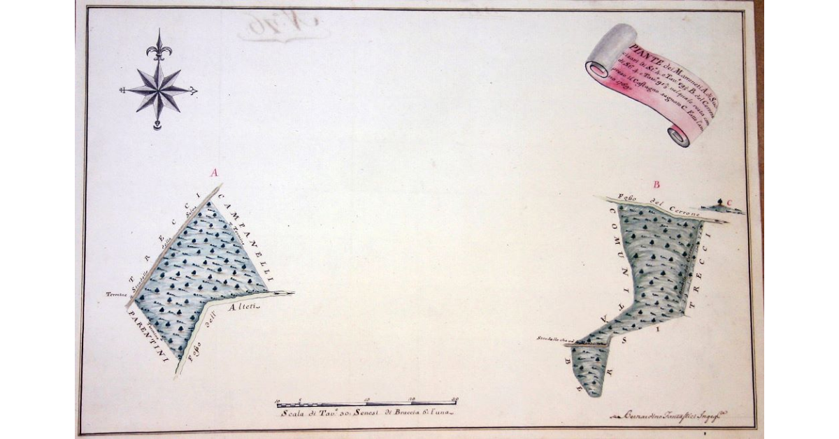 Piante dei Marroneti A di Succisari di Staia 4, e Tavole 89 1/4 B del Cerrone di Staia 4 e Tavole 91 2/3 nel quale resta compreso il Castagno segnato C
