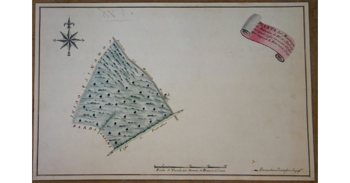 Pianta del Marroneto di Pietr’alta di Staia 18, e Tavole 57 1/4, nel quale resta compreso il Castagno segnato A