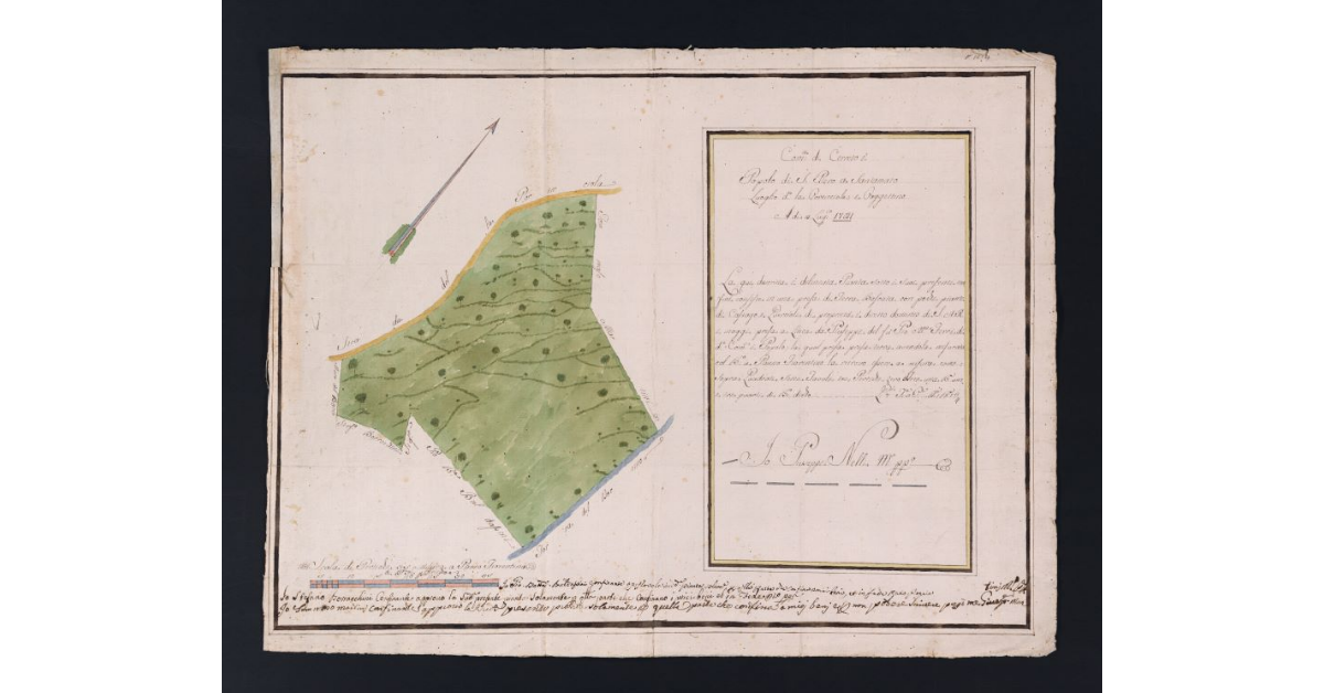 [Pianta di un appezzamento di terreno boschivo posto nella comunità di Cerreto]