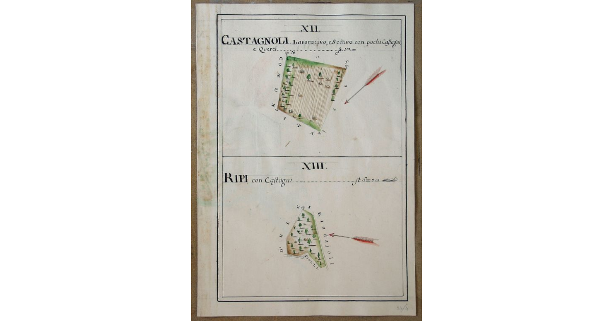 [Pianta di due appezzamenti denominati Castagnoli e Ripi spettanti all'opera di S. Michele e Silvestro di Travale]